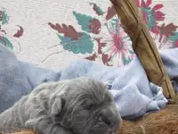 Щенки Кане Корсо, фотография 4