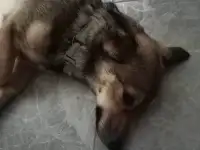 Собака, в хорошие руки., фотография 3