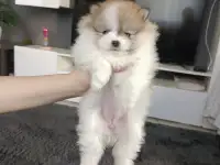 Карликовый Померанский шпиц