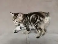 Курильский бобтейл, фотография 7