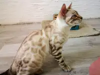 Бенгальские котята, фотография 3