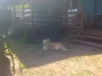 Вязка корги вельш-пемброк, фотография 2