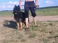 Немецкая овчарка, фотография 2