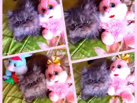 Персидские котята экстремального типа чистокровные. Персы., фотография 9