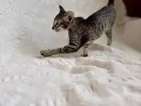Котята ориентальной породы девочки, фотография 8