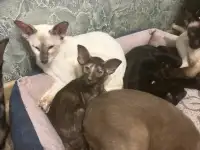 Ориентальные котята, фотография 9