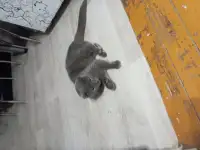 Британец