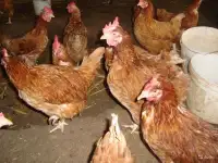 куры несушки  доставка по району, фотография 2