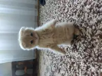 Шотландский котёнок, фотография 9