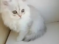 Британская кошечка