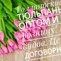 Голландские тюльпаны