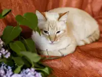 Нежный и красивый котик Беня в дар, фотография 3
