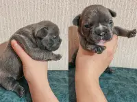 Французские булочки, фотография 10