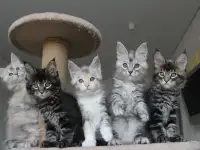 Котята мейн-кун!, фотография 4