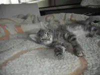 породистые котята мэйнкун, фотография 7