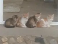 Котята в дар, фотография 4