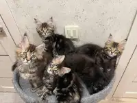 Котята породы Мейн-кун