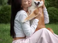 Щенки Сиба Ину, фотография 2