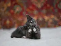 Маленький котенок Фунтик ищет дом!