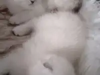 Шотландские котята, фотография 3