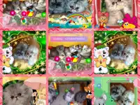 Персидские котята экстремального типа чистокровные.Персы.Котята., фотография 7