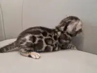 Бенгальские котята, фотография 4