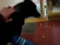 Срочно. Собачку в добрые руки, фотография 4