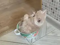 Экзотические котята, фотография 7
