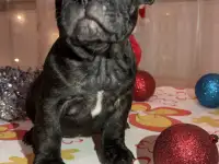 Французский бульдог, фотография 4