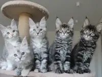 Котята мейн-кун!