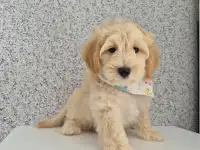 Мальчик мальтипу, фотография 4