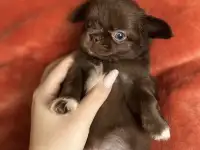 Игривые малыши чихуахуа, фотография 2