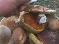 Чихуашки готовятся к продаже, фотография 2