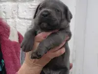Щенки кане корсо, фотография 6