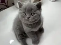 Британские котята., фотография 7