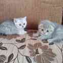 Вислоухие котята, фотография 6