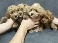Щенки, фотография 7
