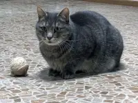Очаровательный кот Василий в дар, фотография 7