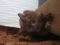 Продажа котят, фотография 2