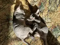 Котятки донского сфинкса, фотография 6