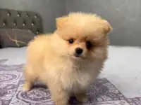 Щенки шпица мини