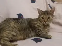 Кошечка Марыся в дар!