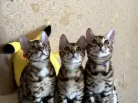 Бенгальские котята, фотография 2