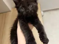 Котята породы Мейн-кун, фотография 9