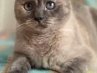 Союшка. Кошка Соя. Привита, кастрирована