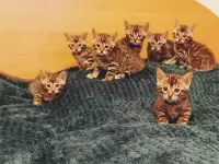 Бенгальские котята, фотография 4