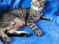Веселый непоседа Прайс, фотография 3