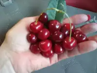 Продам вишню, фотография 2