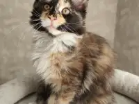 Котятa Мейн Куны из серцифицированного питомника