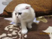 Шотландские котята, фотография 5
